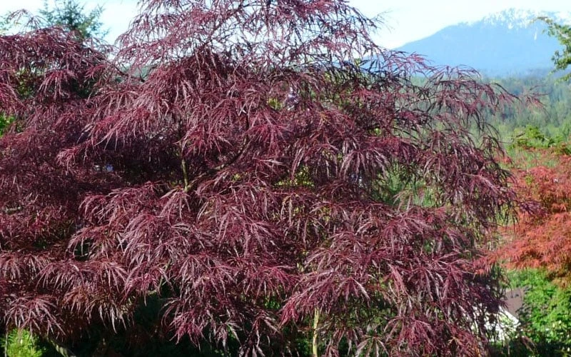 English Lace Japanese Maple - 6 Gallon Pot*B5 5 English Lace Japanese Maple - 6 Gallon Pot*B5 - Image 5