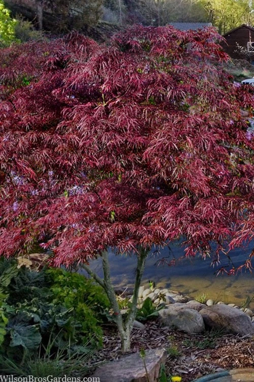 English Lace Japanese Maple - 6 Gallon Pot*B5 8 English Lace Japanese Maple - 6 Gallon Pot*B5 - Image 8