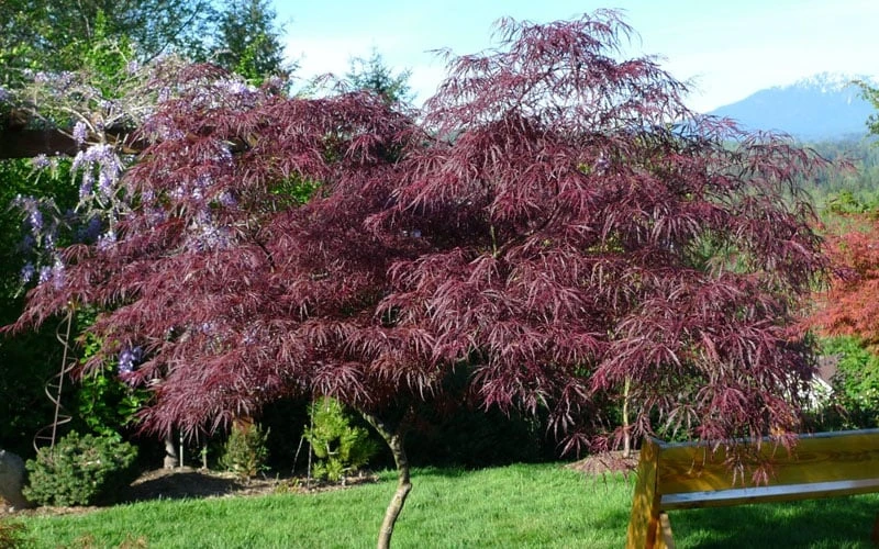 English Lace Japanese Maple - 6 Gallon Pot*B5 4 English Lace Japanese Maple - 6 Gallon Pot*B5 - Image 4