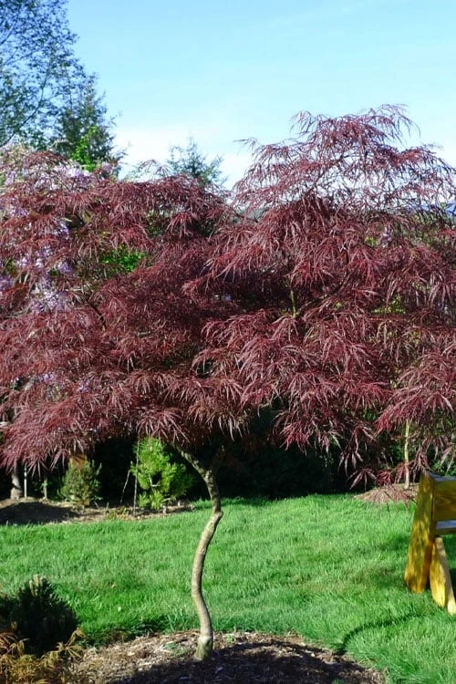 English Lace Japanese Maple - 6 Gallon Pot*B5 9 English Lace Japanese Maple - 6 Gallon Pot*B5 - Image 9
