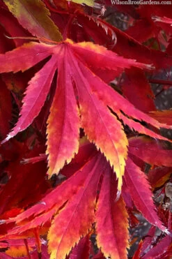 Fascination Japanese Maple - 3 Gallon Pot (2-3')