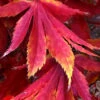 Fascination Japanese Maple - 7 Gallon Pot