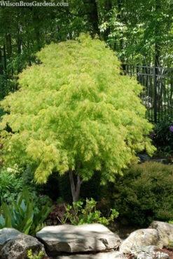Fascination Japanese Maple - 7 Gallon Pot -Wilson Bros Gardens acer palmatum fascination japanese maple foliage colors 8 3