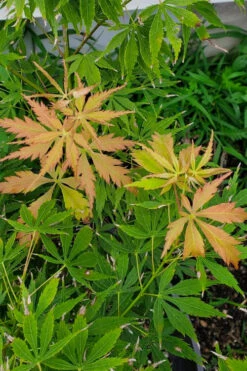 Fascination Japanese Maple - 3 Gallon Pot (4-5') 11 Fascination Japanese Maple - 3 Gallon Pot (4-5') -Wilson Bros Gardens acer palmatum fascination japanese maple summer color 1 2