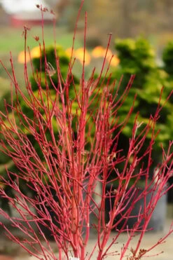 Corvallis Broom Dwarf Coral Bark Japanese Maple - 3 Gallon Pot -Wilson Bros Gardens acer palmatum fhellheim dwarf coral bark japanese maple 4 1