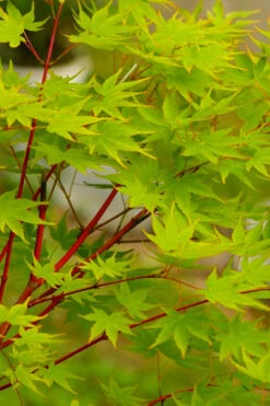 Fjellheim Dwarf Coral Bark Japanese Maple - 3 Gallon Pot -Wilson Bros Gardens acer palmatum fhellheim dwarf coral bark japanese maple 5