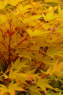 Fjellheim Dwarf Coral Bark Japanese Maple - 3 Gallon Pot -Wilson Bros Gardens acer palmatum fhellheim dwarf coral bark japanese maple 6