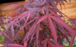 Ribbon Leaf Japanese Maple (Acer Palmatum 'Atrolineare') - 1 Gallon Pot -Wilson Bros Gardens acer palmatum filifera purpurea 4 3