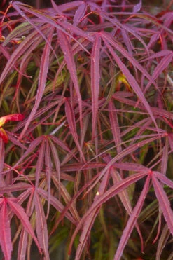 Ribbon Leaf Japanese Maple (Acer Palmatum 'Atrolineare') - 1 Gallon Pot -Wilson Bros Gardens acer palmatum filifera purpurea 5 3