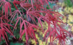 Ribbon Leaf Japanese Maple (Acer Palmatum 'Atrolineare') - 1 Gallon Pot -Wilson Bros Gardens acer palmatum filifera purpurea 6 3