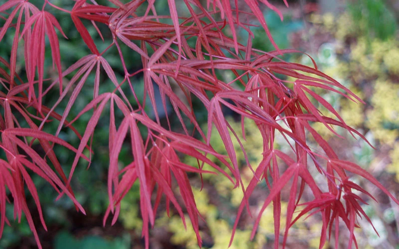 Ribbon Leaf Japanese Maple (Acer Palmatum 'Atrolineare') - 5 Gallon Pot 8 Ribbon Leaf Japanese Maple (Acer Palmatum 'Atrolineare') - 5 Gallon Pot - Image 8