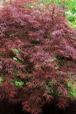 Ribbon Leaf Japanese Maple (Acer Palmatum 'Atrolineare') - 3 Gallon Pot 12 Ribbon Leaf Japanese Maple (Acer Palmatum 'Atrolineare') - 3 Gallon Pot -Wilson Bros Gardens acer palmatum filifera purpurea 7 2