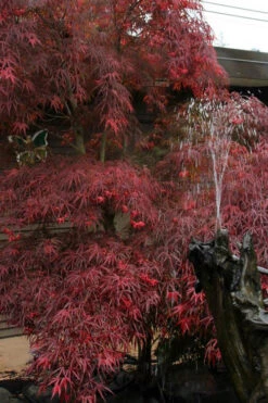 Filifera Purpurea Japanese Maple - 3 Gallon Pot -Wilson Bros Gardens acer palmatum filifera purpurea 8