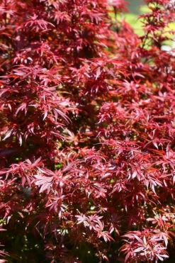 Fireball Dwarf Japanese Maple - 3 Gallon Pot 9 Fireball Dwarf Japanese Maple - 3 Gallon Pot -Wilson Bros Gardens acer palmatum fireball dwarf japanese maple 1
