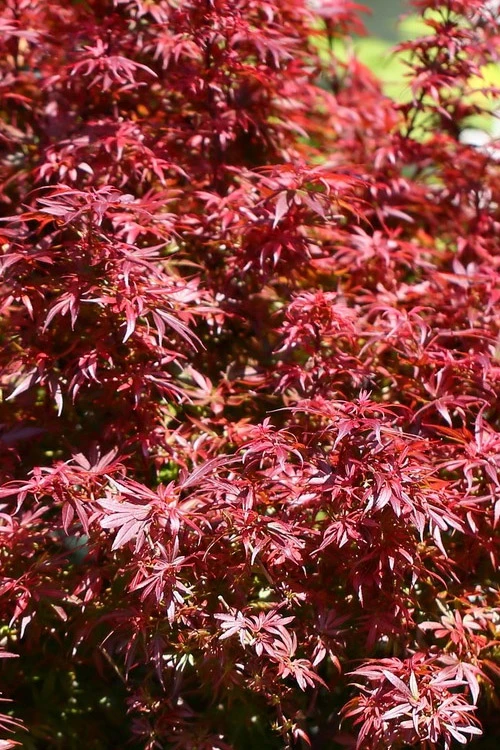 Fireball Dwarf Japanese Maple - 3 Gallon Pot 5 Fireball Dwarf Japanese Maple - 3 Gallon Pot - Image 5
