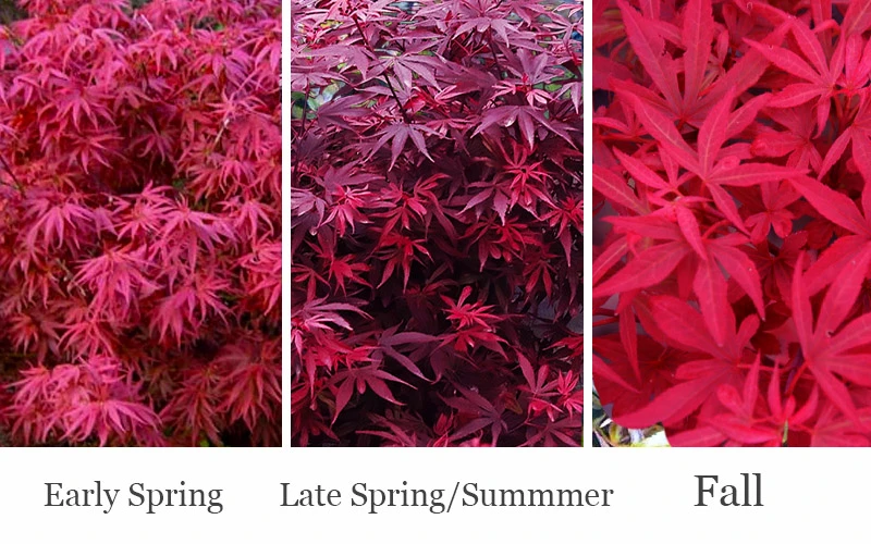 Fireball Dwarf Japanese Maple - 3 Gallon Pot 4 Fireball Dwarf Japanese Maple - 3 Gallon Pot - Image 4