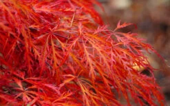 Firefall Lace Leaf Japanese Maple - 1 Gallon Pot -Wilson Bros Gardens acer palmatum firefall laceleaf japanese maple 100 1