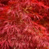 Firefall Lace Leaf Japanese Maple - 2 Gallon Pot