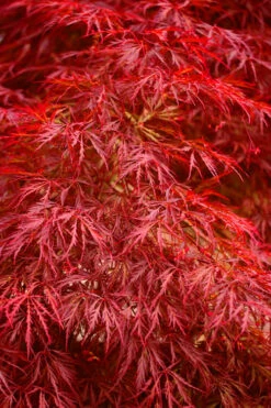 Firefall Lace Leaf Japanese Maple - 2 Gallon Pot