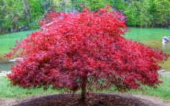 Firefall Lace Leaf Japanese Maple - 1 Gallon Pot -Wilson Bros Gardens acer palmatum firefall laceleaf japanese maple 105 1