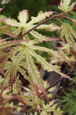 First Ghost Japanese Maple - 1 Gallon Pot -Wilson Bros Gardens acer palmatum first ghost japanese maple 1 1