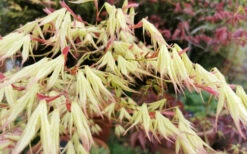 First Ghost Japanese Maple - 1 Gallon Pot -Wilson Bros Gardens acer palmatum first ghost japanese maple 10 1