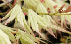 First Ghost Japanese Maple - 1 Gallon Pot -Wilson Bros Gardens acer palmatum first ghost japanese maple 11 1