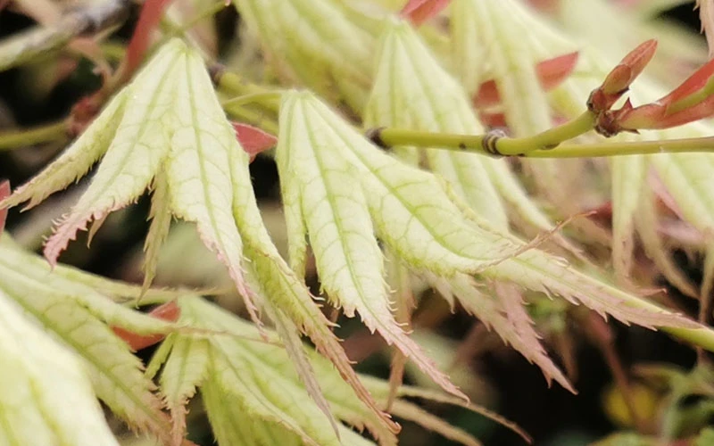 First Ghost Japanese Maple - 3 Gallon Pot 10 First Ghost Japanese Maple - 3 Gallon Pot - Image 10