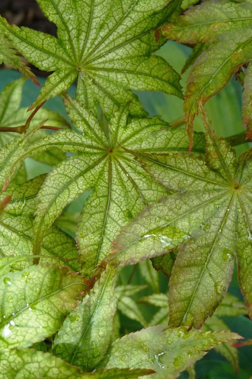 First Ghost Japanese Maple - 3 Gallon Pot 8 First Ghost Japanese Maple - 3 Gallon Pot - Image 8