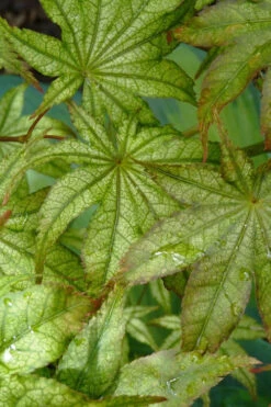 First Ghost Japanese Maple - 7 Gallon Pot (5-6') -Wilson Bros Gardens acer palmatum first ghost japanese maple 13