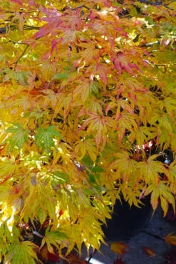 First Ghost Japanese Maple - 1 Gallon Pot -Wilson Bros Gardens acer palmatum first ghost japanese maple 14 1
