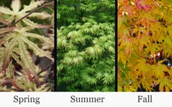 First Ghost Japanese Maple - 1 Gallon Pot -Wilson Bros Gardens acer palmatum first ghost japanese maple 15 1