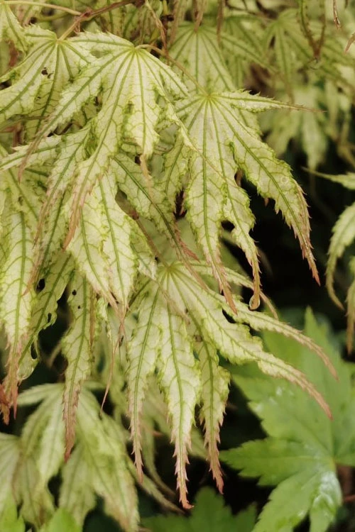 First Ghost Japanese Maple - 3 Gallon Pot 6 First Ghost Japanese Maple - 3 Gallon Pot - Image 6