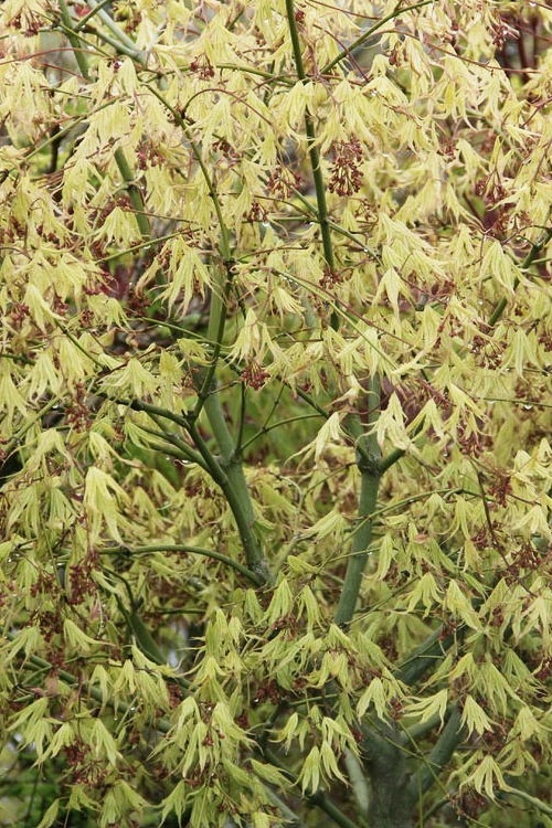 First Ghost Japanese Maple - 3 Gallon Pot 12 First Ghost Japanese Maple - 3 Gallon Pot - Image 12
