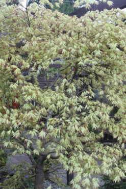 First Ghost Japanese Maple - 7 Gallon Pot (5-6') -Wilson Bros Gardens acer palmatum first ghost japanese maple 5