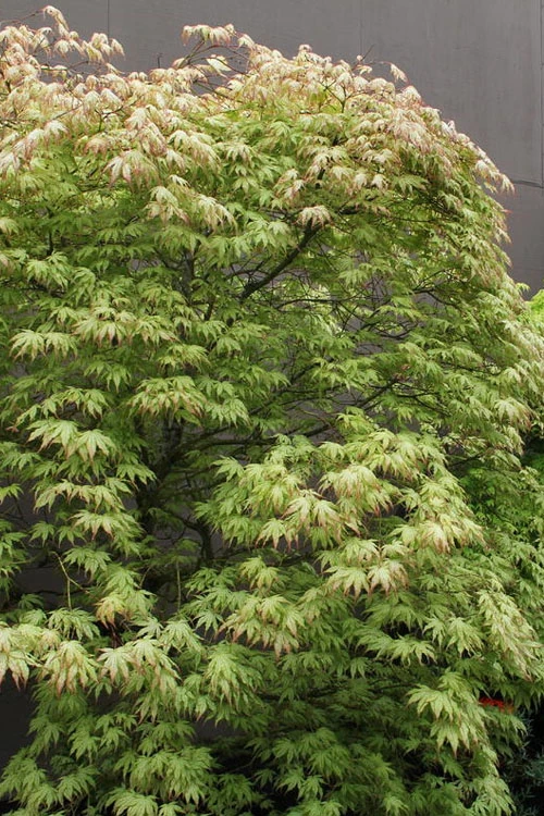 First Ghost Japanese Maple - 3 Gallon Pot 7 First Ghost Japanese Maple - 3 Gallon Pot - Image 7