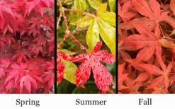 Gable's Glory Chameleon Japanese Maple - 3 Gallon Pot -Wilson Bros Gardens acer palmatum gables glory japanese maple 1