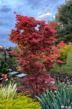 Gable's Glory Chameleon Japanese Maple - 3 Gallon Pot -Wilson Bros Gardens acer palmatum gables glory japanese maple 6