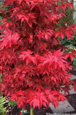 Gable's Glory Chameleon Japanese Maple - 3 Gallon Pot