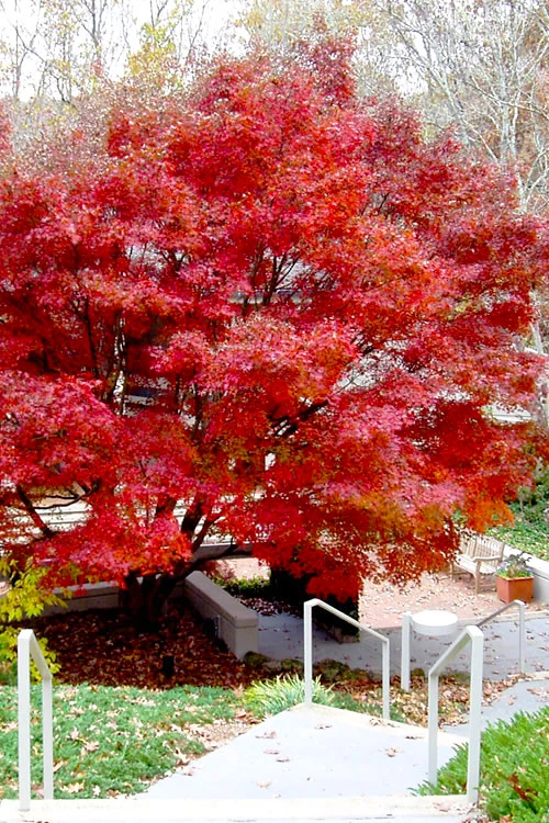 Glowing Embers Japanese Maple - 7 Gallon Pot (7'+) 1 Glowing Embers Japanese Maple - 7 Gallon Pot (7'+)