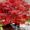 Glowing Embers Japanese Maple - 3 Gallon Pot