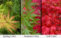 Glowing Embers Japanese Maple - 7 Gallon Pot (7'+) 12 Glowing Embers Japanese Maple - 7 Gallon Pot (7'+) -Wilson Bros Gardens acer palmatum glowing embers japanese maple 21 1