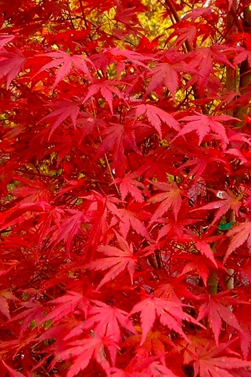Glowing Embers Japanese Maple - 7 Gallon Pot (7'+) 8 Glowing Embers Japanese Maple - 7 Gallon Pot (7'+) - Image 8