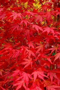 Glowing Embers Japanese Maple - 3 Gallon Pot -Wilson Bros Gardens acer palmatum glowing embers japanese maple 22