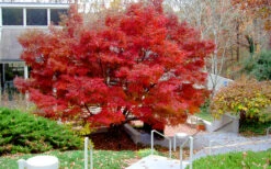Glowing Embers Japanese Maple - 7 Gallon Pot (7'+) 17 Glowing Embers Japanese Maple - 7 Gallon Pot (7'+) -Wilson Bros Gardens acer palmatum glowing embers japanese maple 24 1