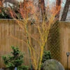Gold Digger Yellow Bark Japanese Maple - 3 Gallon Pot (2-3')