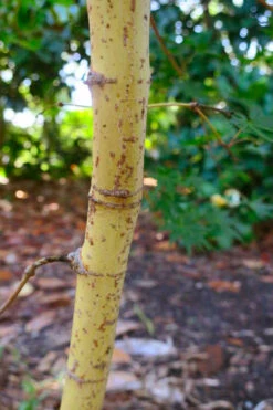 Gold Digger Yellow Bark Japanese Maple - 3 Gallon Pot (2-3') -Wilson Bros Gardens acer palmatum gold digger japanese maple 3