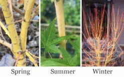 Gold Digger Yellow Bark Japanese Maple - 3 Gallon Pot (2-3') -Wilson Bros Gardens acer palmatum gold digger japanese maple 4