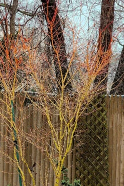 Gold Digger Yellow Bark Japanese Maple - 3 Gallon Pot (2-3') -Wilson Bros Gardens acer palmatum gold digger japanese maple 5