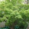 Green Leaf Japanese Maple (Acer Palmatum) - 7 Gallon Pot (5-6')